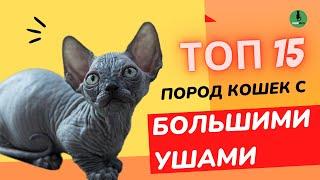 15 Пород Кошек Которые Доказывают что Большие Уши - Это Прекрасно