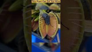 Plants that eat insects alive - carnivorous Venus flytrap
