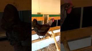 The egg-laying song #chickencoop #henhouse #hühnerstall #farm #bauernhof #chickens #hühner #farming