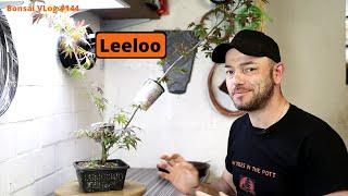 Das unmögliche ist passiert das 5 Element - Acer pal. Atropurpureum Abmoosung  Bonsai VLog #144