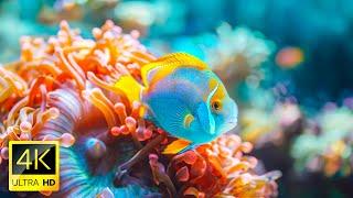 Aquarium 4K VIDEO ULTRA HD  Beautiful Coral Reef Fish - Relaxing Sleep Meditation Music.