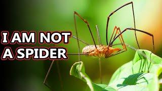 Opiliones facts theyre also known as daddy long legs  Animal Fact Files