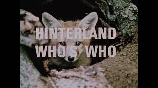 Hinterland Whos Who Red Fox