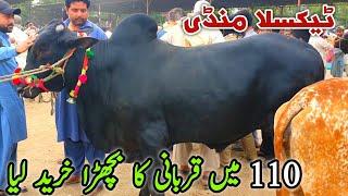 110K Ma Qurbani Ka Janwar Soda Naseeb Ka  Taxila Mandi Update June 2024