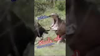 Pertarungan seru.. dirawa Kerbau vs Kuda nil.. #animals #wildlife #shorts