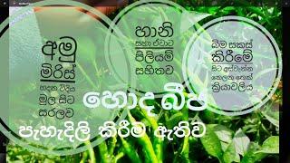 අමු මිරිස් වගාවේ කවුරුත් නොකියන රහස්..how to grow green chillies in sri lanka.