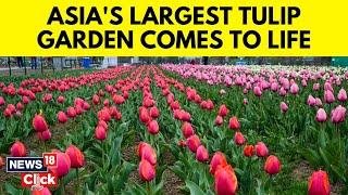 Asias Largest Tulip Garden in Srinagar Ready To Welcome Tourists  Srinagar Tulup Garden  N18V
