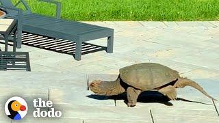 A Giant Snapping Turtle Showed Up This Family’s Yard With An Amazing Surprise  The Dodo Wild Hearts