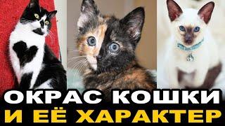 Как Влияет Окрас Кошки на Её Характер?