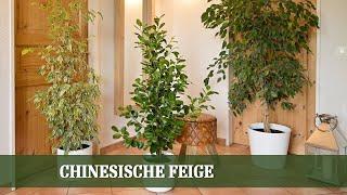 Ficus Pflegeleitfaden Alles zu Ansprüchen Pflege und Tipps bei Blattfall