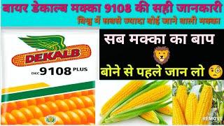 Bayer DeKalb 9108 full information Makka ki kheti  बायर डिकाल्ब 9108 प्लस मक्का की जानकारी  Maize