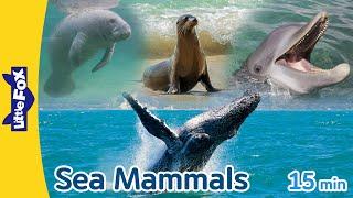 Sea Mammals  walrus sea otter manatee bottlenose dolphin sea lion humpback wale  Sea Animals