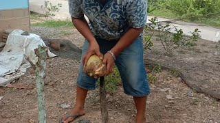 Traditional way of peeling coconut indonesia village life