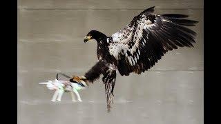 Bird vs Drone. DJI Phantom VS Eagles. Compilation