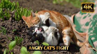 Cat fighting the most bloodiest stamina  The battle cats - Unstoppable fight  Try not to say wow 