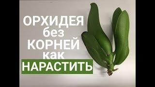 КОРНИ ОРХИДЕИ