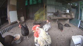 Chickens and rooster eat seeds and grass