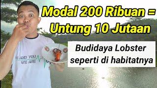 Budidaya Lobster di rumah sederhana untung besar - di Pusat Lobster Ponorogo