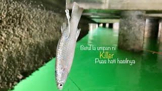 Teknik bottom umpan anak ikan belanak menjadiii   #35