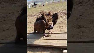 Vulture Chases After Visitor  ViralHog