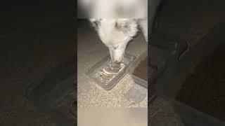 How heartless to let a helpless completely blind dog roam the streets.#shorts  #straydog #puppy