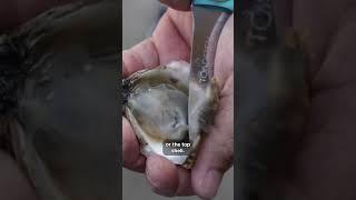 How to Shuck an Oyster  #oysterasmr #oyster #shuckle #oysters #how #howto #eat #northcarolina