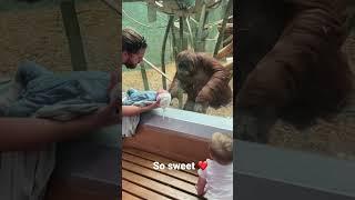 The orangutan wanted to see my baby￼