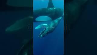  Killer Whale Performs Incredible Abduction  #orca