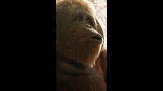 Brothers  Sam the Orangutan  Amazon Prime