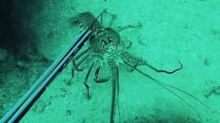 Three Legal Methods of Catching Spiny Lobster