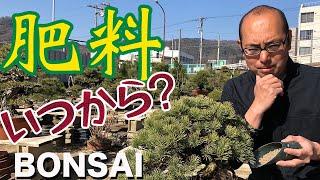 いつから？植え替え後の肥料のタイミング【盆栽の管理】