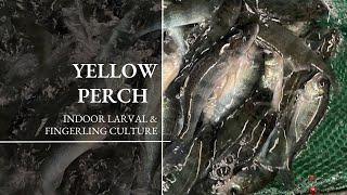 Yellow Perch Indoor Larval Culture