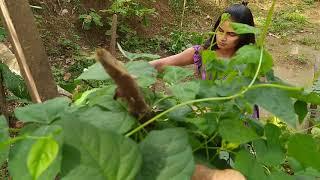 Traditional leaf curry with Finger millet Talapa My lunch today sri Lankan village girl