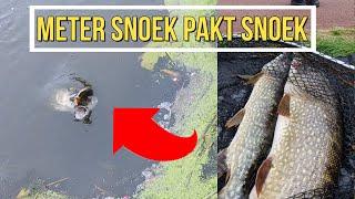 Meter snoek pakt snoek Beide gevangen English subtitles