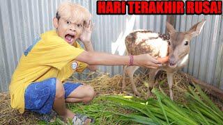 SEDIH KASI MAKAN DI HARI TERAKHIR RUSA KESAYANGAN BOCIL SEBELUM DI QURBAN