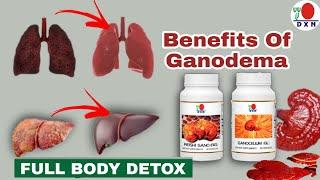 DXN Ganodema in Hindi  Health Benifits of Ganotherapy