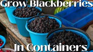 How to GROW BLACKBERRIES in a CONTAINER