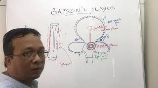 Batson venous plexus Batson veins