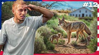 ON RENCONTRE UN COYOTE SAUVAGE EN PLEINE RANDONNÉE  Road Trip USA #12