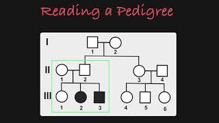 How to Read a Pedigree