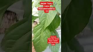 Cabe kualitas terbaik #farming #cabe