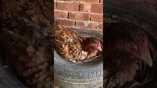 hen hatching eggs in Tyre