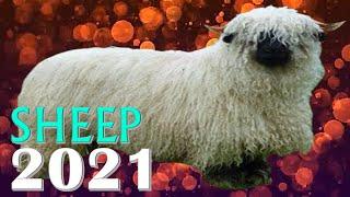 Sheep Horoscope 2021  Born 1931 1943 1955 1967 1979 1991 2003 2015