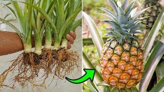 Surprised with how to grow pineapple so simple and so fast