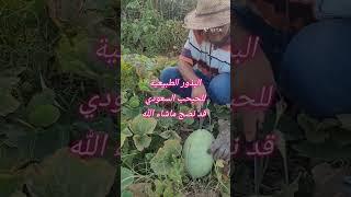 البذور الطبيعية للحبحب السعودي قد نضج ماشاء الله