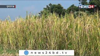 Aman farmers of Sunamganj got success by cultivating new variety Binadhan-17 in Aman season 8Nov.21