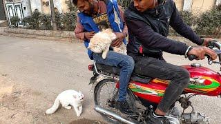 Crying mother cat trying hard to stop a man to not leave her kittens alone but he just laughed.