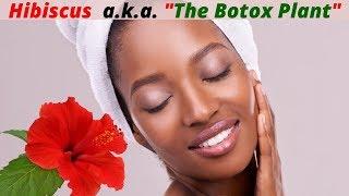 Hibiscus a.k.a. The Botox Plant Benefits for Beautiful and Glowing Skin