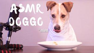  ASMR  Dog - First Time