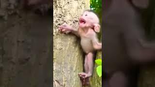 Detik Detik Anak Monyet Selamat Dari Maut #shorts #video #viral #vídeoviral #monyet #monkey